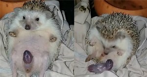 3.3K views · 63 reactions | The mother hedgehog is trying to give birth  #awesomefishing | Awesome Fishing | Facebook