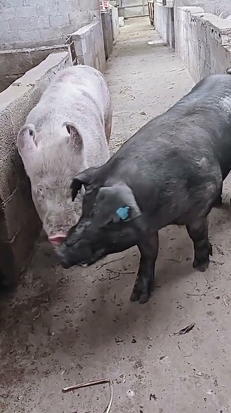 Secrets of pig training a step by step guide#21