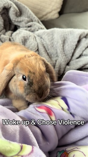 Understanding Grumpy Bunny Attitudes on TikTok