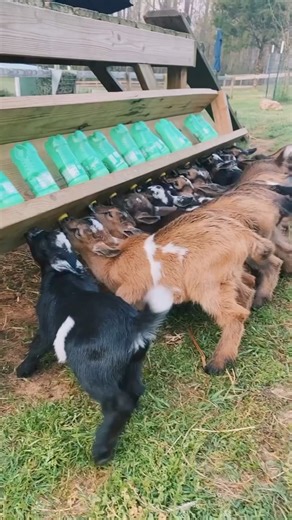 6.3K views · 154 reactions | Popular Goat Breeds in Kenya As you...