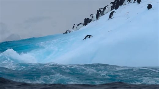 Ocean with David Attenborough | Official Trailer | May 8th