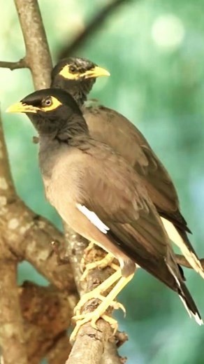 Common mynas are extremely vocal, with a wide range of calls, whistles, squawks, and even mimicry. They love to chatter and are known to copy human sounds or other birds. Some have even learned to mimic ringtones! They’re highly intelligent and adapt really well to city life. They can figure out where to find food, avoid cars, and even sneak into buildings. Think of them as the urban survivors of the bird world. Originally from South Asia, they've now spread to Australia, the Middle East, Africa
