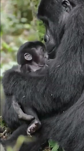 Precious Newborn Gorilla & Mother Moment 🦍🌿