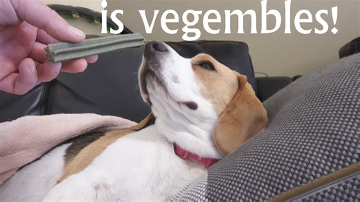 Beagle dog reacts to vegetable treats in funny video