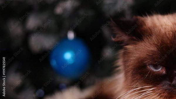 angry long hair siamese cat sitting on fluffy blanket and owner combing animal with special brush.kitty eating dry food from pink bowl.portrait of pet, looking nervous and upset at camera.