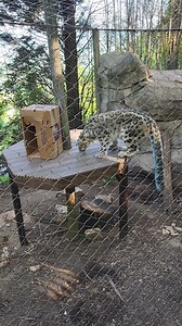 Did you know that snow leopards can jump 20 feet vertically and 50 feet horizontally?!? Wow! | Mill Mountain Zoo