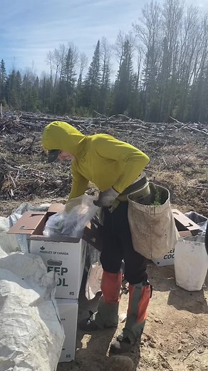 Tree Planting in Canada: Number of Trees and Planting Efforts
