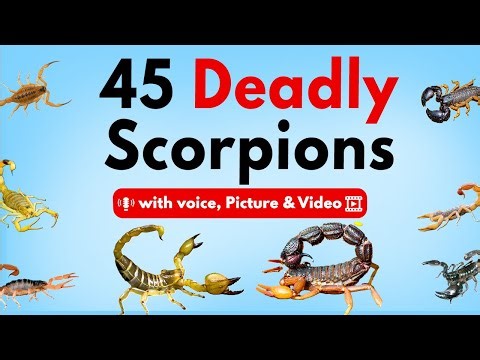 45 Deadliest Scorpions on Earth 🦂 | Discover the World’s Most Venomous Species with picture & Video