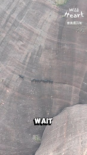 7.7M views · 10K reactions | Black Goats on Steep Cliffs #goats #goatlife #mountaingoat | Wild Heart | Facebook