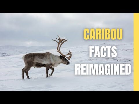 Facts About Caribou You Won’t Believe! ❄️🦌