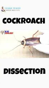 Male Cockroach Identification : Cockroach Dissection #biologydegree #bsc