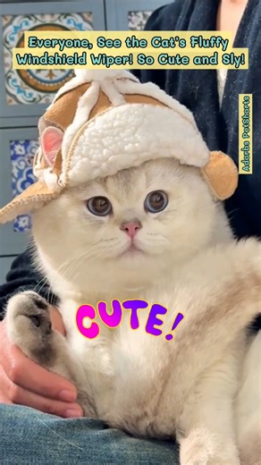 Everyone, See The Cat's Fluffy Windshield Wiper! So Cute and Sly! #shorts #cat #cute 🐾😺