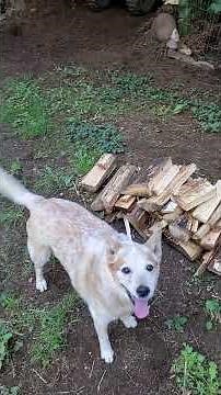 Cute 16yo Red Australian heeler still runs the yard puppies and Thanksgiving