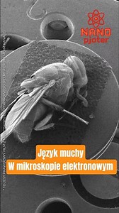Fly tongue under an electron microscope (50,000x magnification)