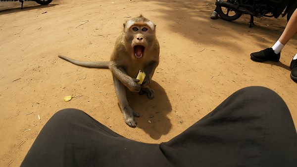 Random Monkey Moments That’ll Make You LOL 🐒 | Funny Video Compilation