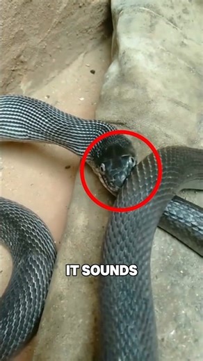 Why Do Snakes Bite Their Own Tail?