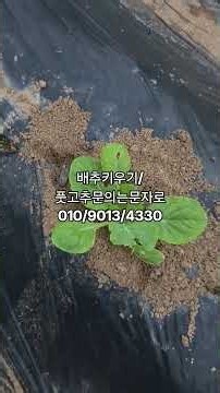 배추키우기/풋고추판매/김장배추/고추
