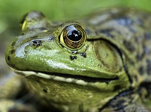 40 Types of Frogs Found in the United States! (ID Guide)