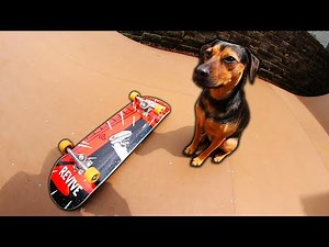 PUPPY HELPS SETUP MY SKATEBOARD 4!