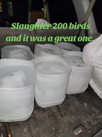 #strong #fypシ゚viral ##growth #fypシ゚viral #poultry #livestock #motivation #fypシ #chicken #poultryfarming @kenkenioy @Steam Yung Mineral @Suzette Parkes @ownatings creations