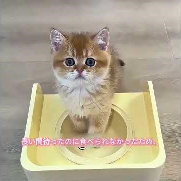 夏が来てあなたの猫が暑がるとき、どんな行動を取るのですか？ #cats