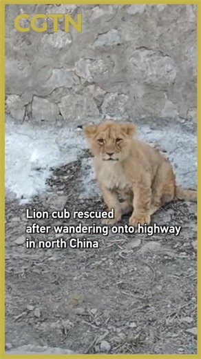 Ένα νεαρό αφρικανικό λιοντάρι βρέθηκε να περιπλανιέται κατά μήκος ενός αυτοκινητόδρομου στην επαρχία Σανσί της βόρειας Κίνας. Η αστυνομία αντέδρασε αμέσως, εξασφαλίζοντας το λιονταράκι και μεταφέροντάς το σε ασφαλές μέρος. Το ζώο είχε δραπετεύσει κατά τη μεταφορά και έκτοτε έχει επιστραφεί.