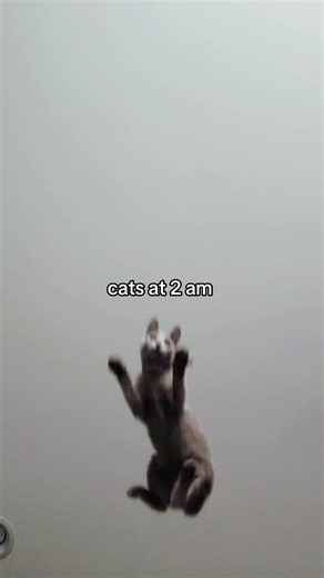 Cute but Feral: Russian Blue Kittens at Play