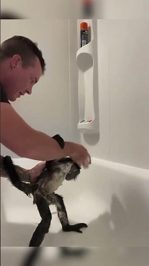 Meet Winston, the rescued spider monkey #shorts