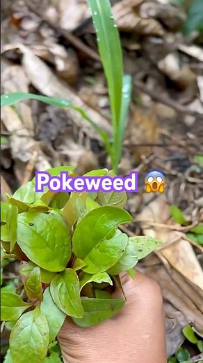 Grow Red Spinach from Seed to Harvest 🌱 | Easy Home Gardening Guide
