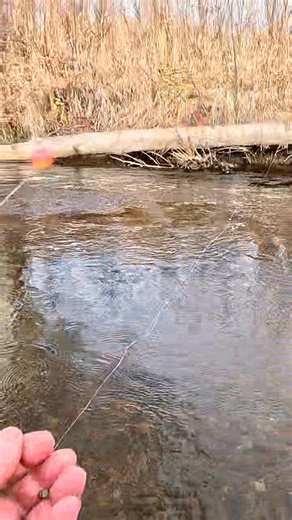 Central Alaska Rainbow.... The right fish in the right place. Long live the Natives .... #Bornfishy | Jason "Born Fishy" Amaro