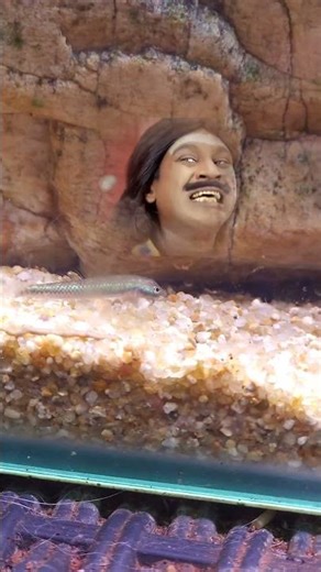 😲மண்ணு திங்கிற மீன்🐟 fish ஆ?‼️jenishkj #shorts