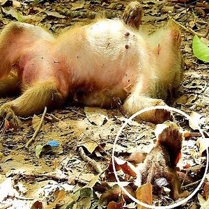 Oh my God ! What happened to my monkey? | Dogs are our Soulmate