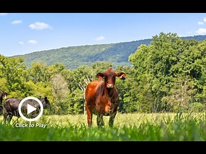 SOLD: 128± Acre North GA Farm • TODD HENON PROPERTIES