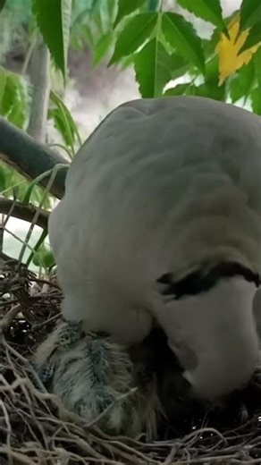 Part:12 | Collared Dove is Feeding her Babies#CollaredDove #FeedingBabies #BirdLove #Nature