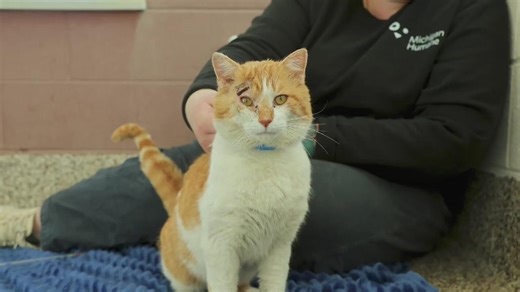 Furry Friday: Meet Sirloin the cat and Himalayan the dog