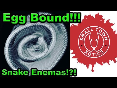 Egg Bound Ball Python - How To Get Eggs Moving Again