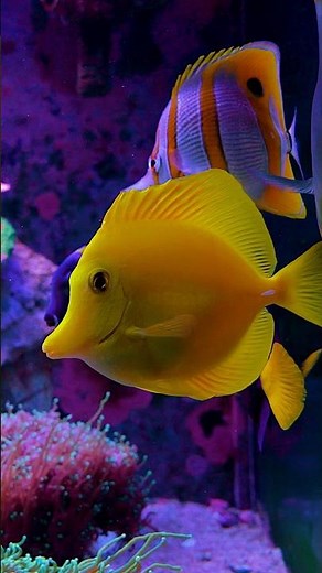 Inside a 560-Gallon SPS Reef in Brazil | T5 Lighting, Acropora & Old-School Reefing