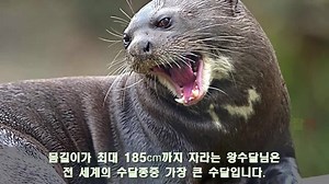 114K views · 307 reactions | 실존하는 아마존 강의 무시무시한 괴물들 TOP12 #마주치면사망 빵빵터지는 프로드립이 모인 곳! Bj프로드립 좋아요 ㄱㄱㄱ | 프로드립러 | Facebook