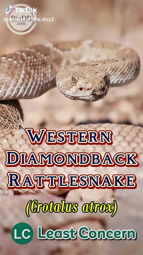 Animal of the Day | BioDB.com on TikTok