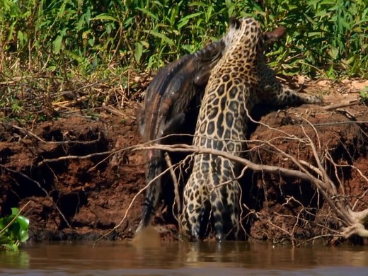 Leopard Attack on Crocodile: Jungle Life Video