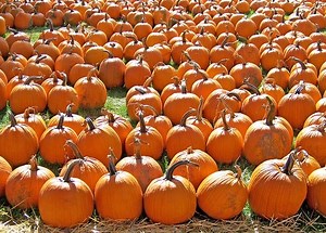 Best Things to Do in Chicago for Halloween