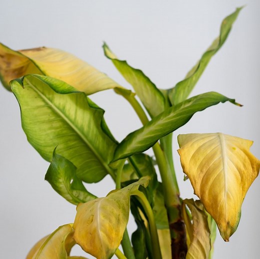 This is why your plant's leaves are turning yellow