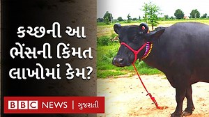 1.6M views · 48K reactions | કચ્છની એ બન્ની ભેંસ જેનાં નરેન્દ્ર મોદીએ પણ કર્યાં વખાણ, પાંચ લાખ કિંમત, 23 લિટર દૂધ, શું છે બીજી ખાસિયતો? વીડિયો : પ્રશાંત ગુપ્તા / રવિ પરમાર | BBC News Gujarati | Facebook