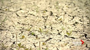 1.5K views · 3 comments | WATCH: Saskatchewan producers are reaching out for help as they face serious challenges this year due to record-breaking heat and dry conditions that have left crops in poor condition — via Montana Getty. READ MORE: https://globalnews.ca/news/8068482/saskatchewan-producers-agriculture-businesses-support/ | Global Regina | Facebook