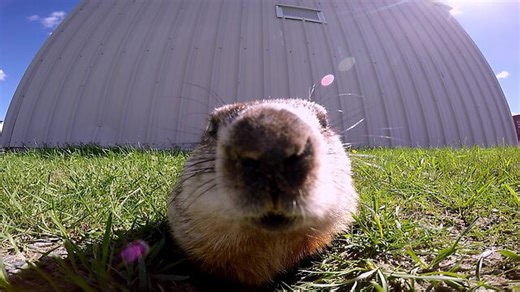 Gopher hits the snooze button and goes back to sleep in the sunshine