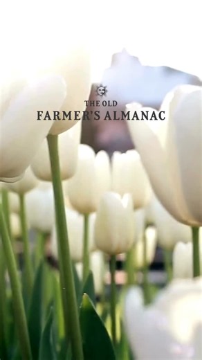 The Old Farmer's Almanac on Instagram: "Tulip bulbs are typically planted in the fall, but what happens when you forget to plant them and it’s already December? You plant them anyway—in the ground or in pots! Here are some tips on how to plant bulbs in the winter. Link in bio for more! #oldfarmersalmanac #farmersalmanac #almanac #ofa #winter #weather #winterweather #forecast #winterforecast #whitechristmas #winterweatherforecast #weatherforecast #snow #ice #travel #christmas #christmastime #chri