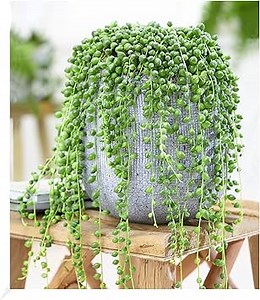 BALDUR Garten 1x Erbsenpflanze Senecio rowleyanus, Pflanze im 12 cm-Topf | Perlenkette, Perlenschnur, Sukkulente, Grünpflanze, mehrjährig - frostfrei halten, pflegeleicht, Wasserbedarf gering