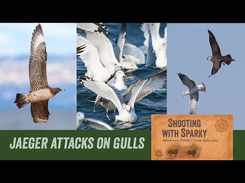 Parasitic Jaeger attacks on Gulls—Lake Superior