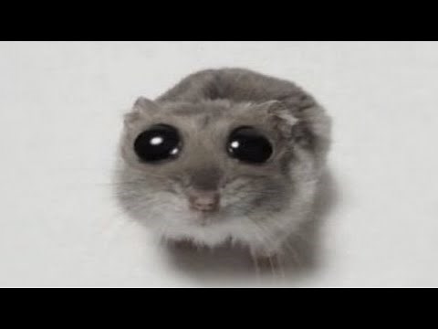 Sad Hamster Jumpscare 4k