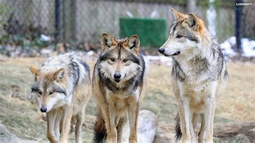Cincinnati Zoo constructing new Mexican wolf habitat, breeding program